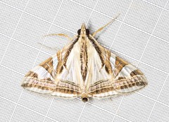 Agrioglypta excelsalis