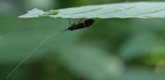 Nemophora degeerella