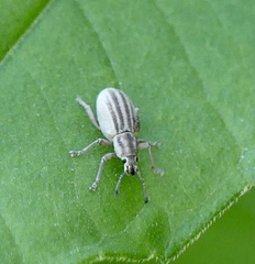 Aphrastus taeniatus