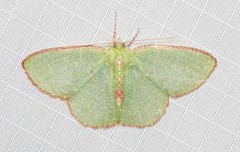 Eucyclodes metaspila