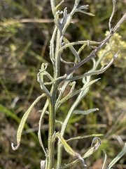 Helichrysum natalitium
