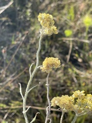 Helichrysum natalitium