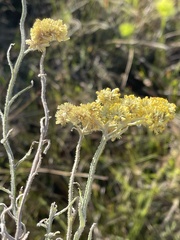 Helichrysum natalitium