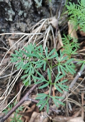 Ostericum tenuifolium