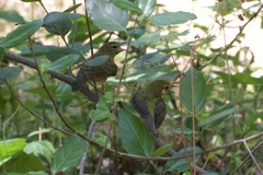 Leiothlypis celata lutescens