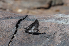 Charaxes achaemenes achaemenes