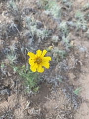 Cosmos sulphureus