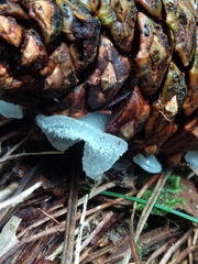 Pseudohydnum orbiculare