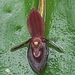 Pleurothallis erythrium - Photo (c) Nelson Apolo, some rights reserved (CC BY-NC), uploaded by Nelson Apolo