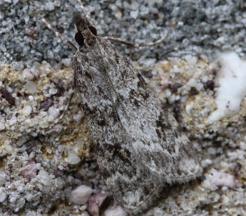 European Common Grey
