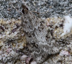 Scoparia ambigualis
