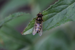 Eupeodes latifasciatus