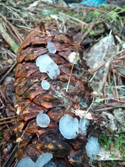 Pseudohydnum orbiculare