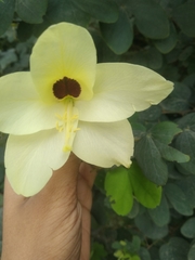 Bauhinia tomentosa
