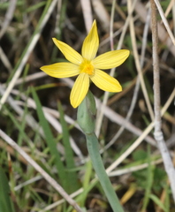 Sisyrinchium longipes