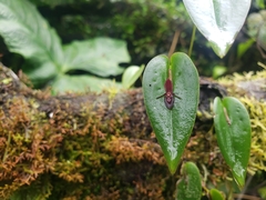 Pleurothallis erythrium