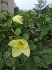 Bauhinia tomentosa