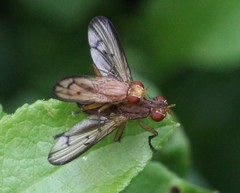 Tetanocera elata