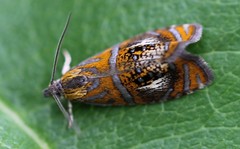 Olethreutes arcuella