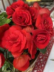 Begonia × tuberhybrida