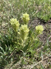 Castilleja septentrionalis