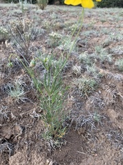 Cosmos sulphureus