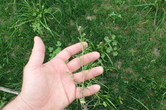 Cardamine parviflora