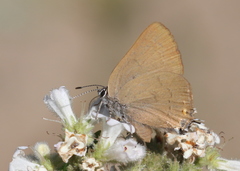 Satyrium auretorum