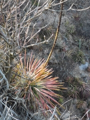 Agave colimana