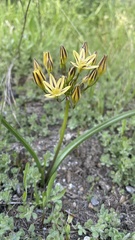 Triteleia ixioides