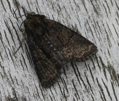 Oligia latruncula