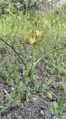 Triteleia ixioides