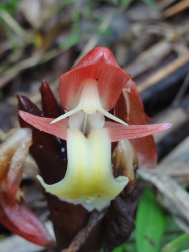Aframomum angustifolium