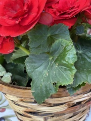 Begonia × tuberhybrida