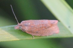 Celypha rufana