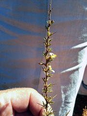 Aspalathus spinosa spinosa