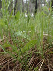 Thesium repens