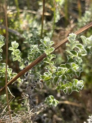 Plecostachys serpyllifolia