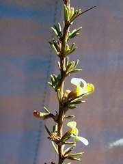 Aspalathus spinosa spinosa