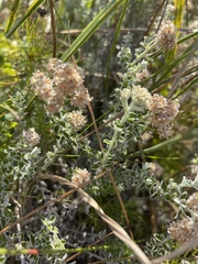 Plecostachys serpyllifolia