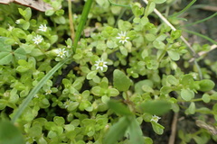 Stellaria parva