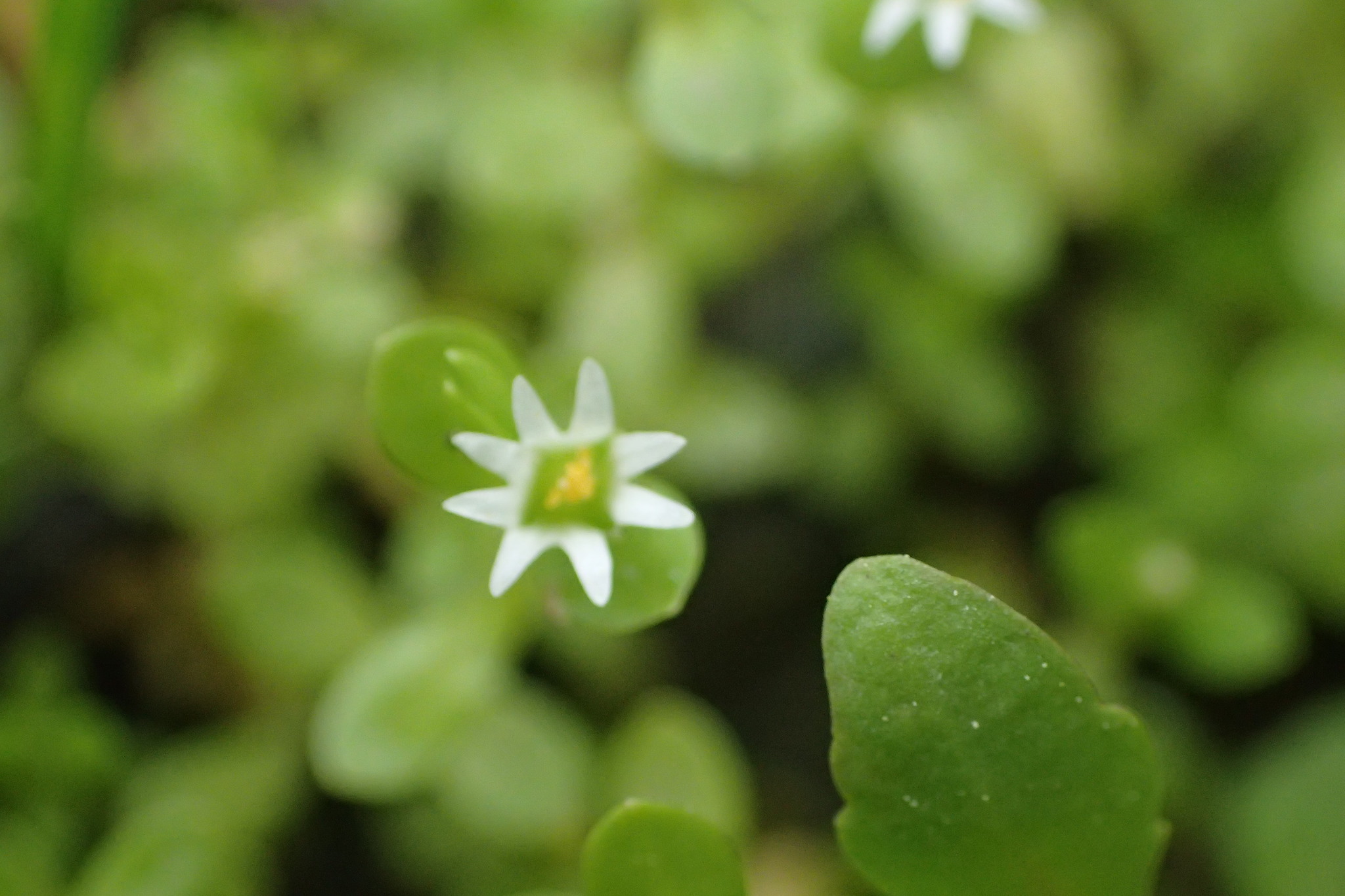 Stellaria parva