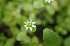 Stellaria parva