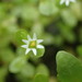 Pygmy Starwort - Photo (c) Andy Newman, some rights reserved (CC BY-NC)