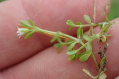 Stellaria parva