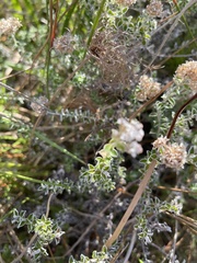 Plecostachys serpyllifolia