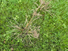 Cyperus virens