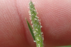 Alopecurus carolinianus