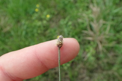 Eleocharis montevidensis