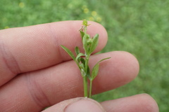 Ranunculus laxicaulis